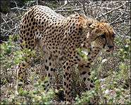 Africa 2007